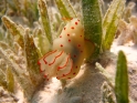 Ceylon Gymnodoris 1
